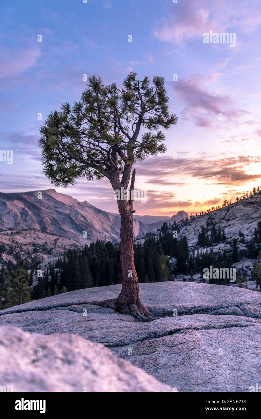Arbre unique au coucher du soleil, Olmsted point, Yosemite Banque D'Images