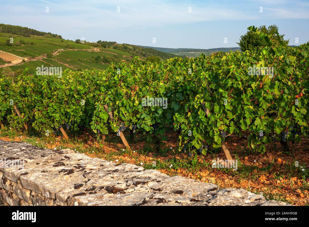 Vignes sur les pentes de la Bourgogne en France. Banque D'Images