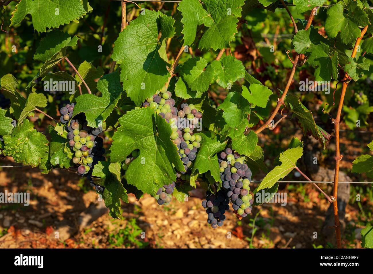 Vignes sur les pentes de la Bourgogne en France. Banque D'Images