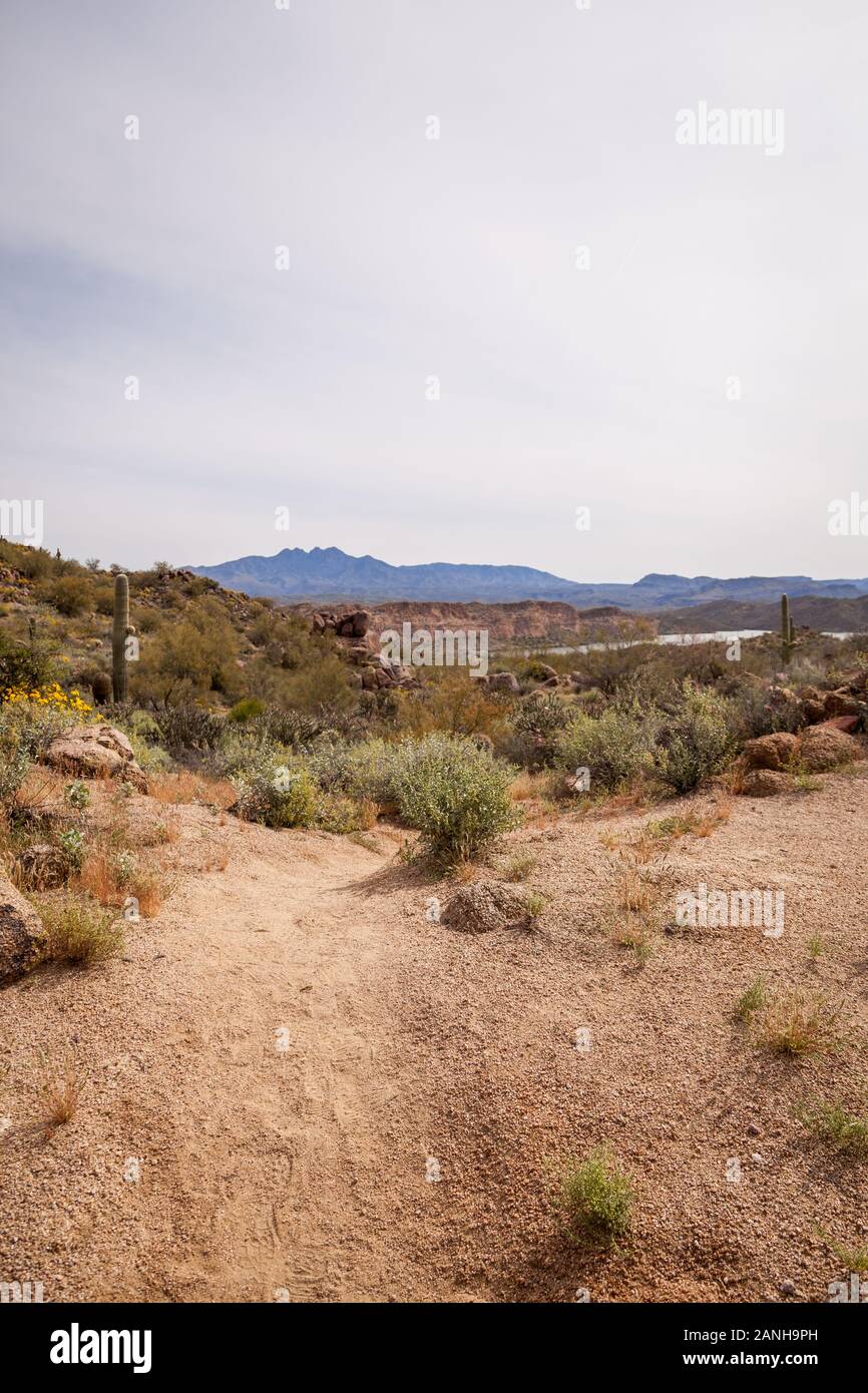 Sentiers de randonnée dans le désert de Sonoran en Arizona. Banque D'Images