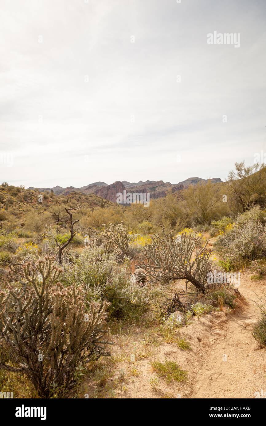 Sentiers de randonnée dans le désert de Sonoran en Arizona. Banque D'Images