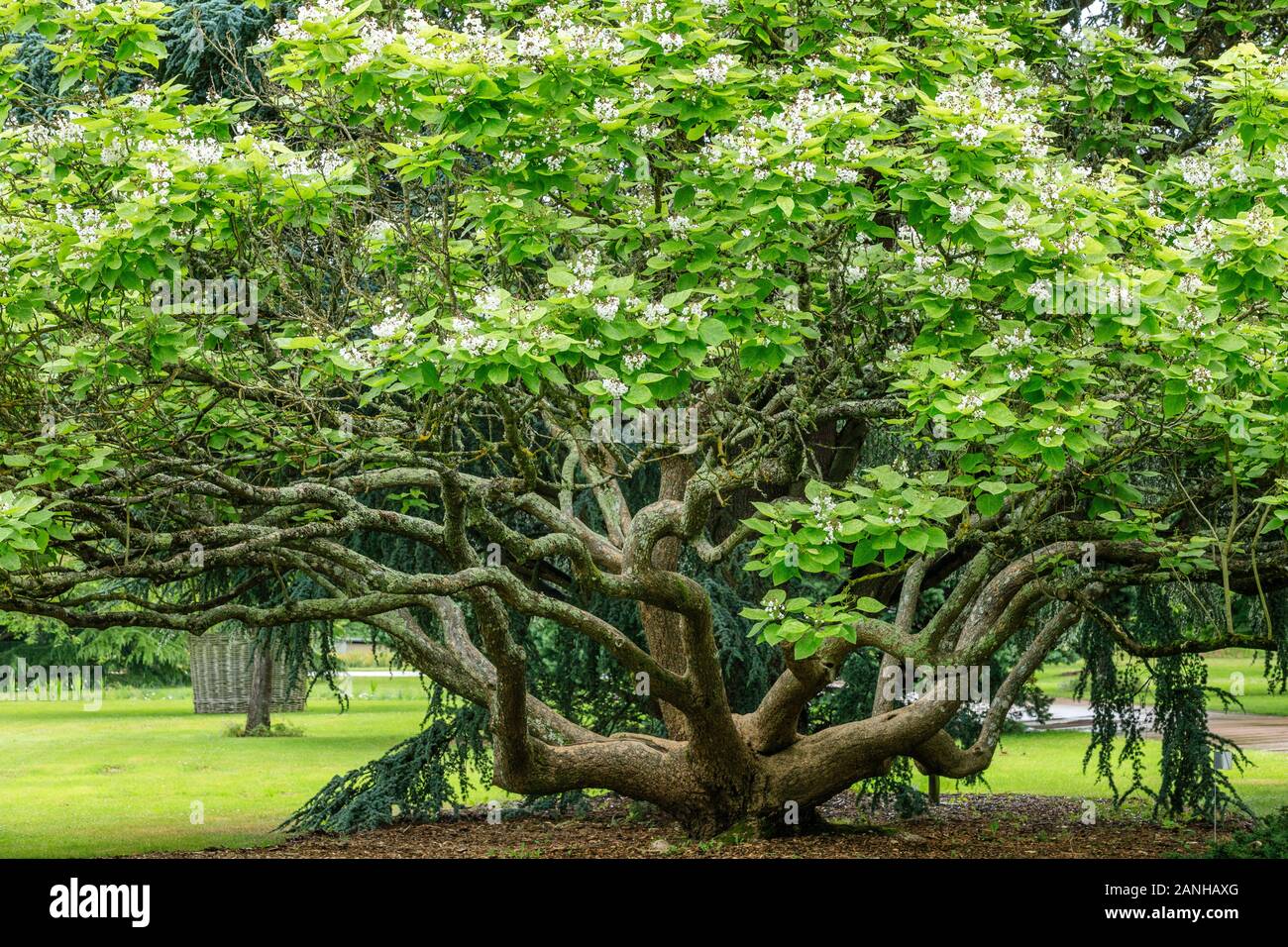 Catalpa bignonioides 'Pulverulenta', France, Loiret, Orleans, Orléans-la-source, le parc floral de la Source // Catalpa bignonioides 'Pulverulenta', Banque D'Images