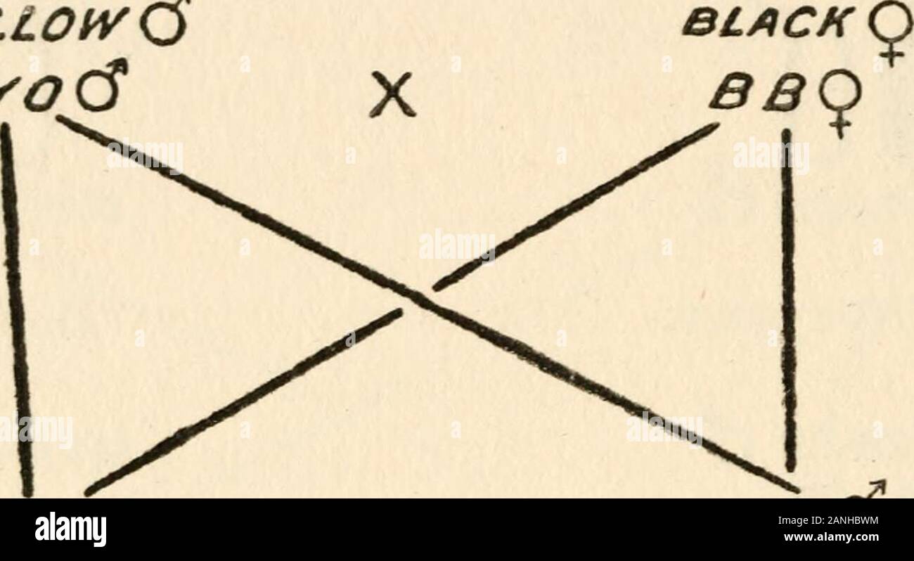 Les hormones et l'hérédité ; une discussion sur l'évolution des adaptations et l'évolution des espèces ; . 0 UA/PRESCRIPTION Q homozygote. Prescription Q hétérozygote. Un autre cas est celui de l'écaille de sliell, i,e, jaune noir et les chats. L'écaille de tortue avec de très rareexceptions est féminine, l'homme beingyellow correspondant, sans aucune couleur noir. Un foundthat Doncaster mâle jaune accouplé à une femme noire à producedblack rejetons mâles et femelles d'écaille. 118 de l'origine lorsqu'un mâle noir somatique est accouplé à une femelle jaune, thefemale chatons sont écaille de tortue comme avant, mais themales jaune. La Mendel Banque D'Images