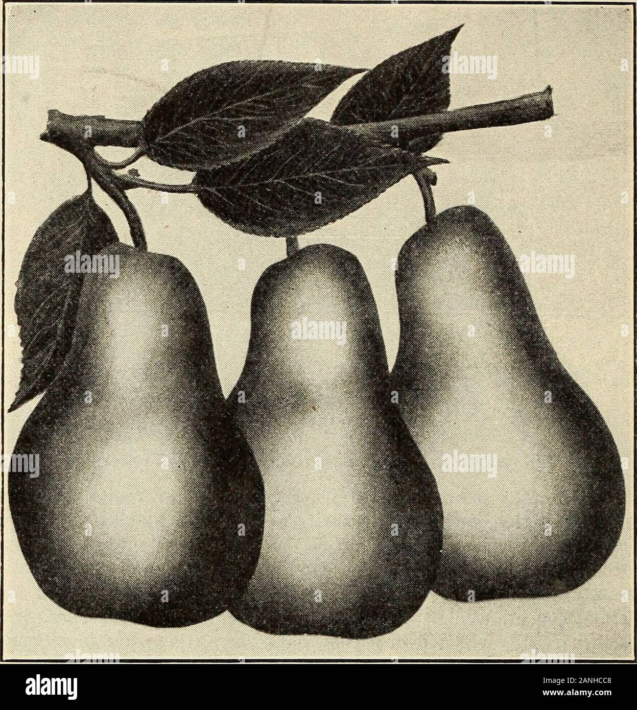 Harrisons' forestières : 'Les pépiniéristes - arboriculteurs' . Le fruit est à son meilleur à la fin de l'octo-bre et au début de novembre. La couleur jaune verdâtre, avec clearwhite chair. Si le fruit est stocké dans un endroit sec, il willkeep jusqu'à ce que les vacances d'hiver. L'arbre est un growerand porte librement, mais il ne vient pas dans le roulement très asearly comme certains d'autres variétés. Duchesse (Duchesse dAngouleme). Mûrit environ au ofOctober. Fruit est très grand et d'une qualité exceptionnelle.arbres commencent à porter quand assez petit. Le Conte. Gros Fruit, vec une peau jaune lisse. Chair ferme, blanche, et juteux. Arbres Banque D'Images