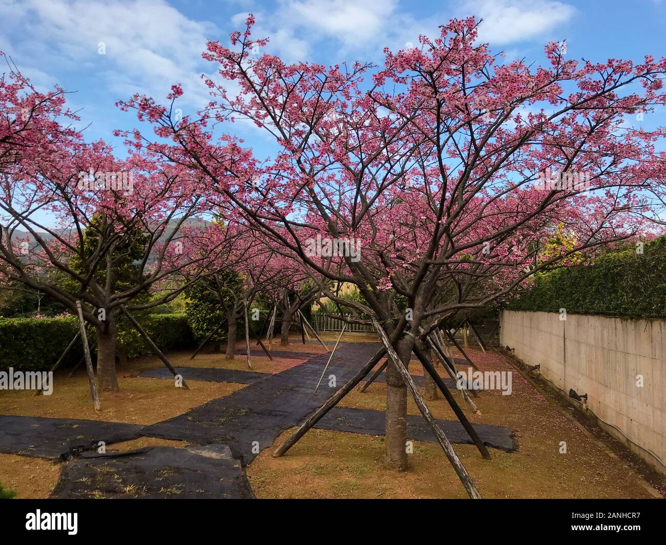 La saison des cerisiers en fleur de printemps au Parc National Yangmingshan ,Taipei TAIWAN Banque D'Images