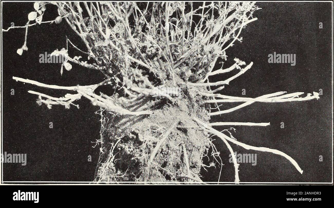 Certaines nouvelles variétés de luzerne pour les pâturages . Fig. 1.-une usine de Medicago sativa gaetula, montrant des rhizomes 3 pieds 6 pouces de longueur.. Fig. 2.-Une plante de 6 mois à partir de la no 318 le stade de la plantule. Grimm, F. C. I. No 131 ? X S. P. I. N° 28042 J. 258, Bureau de l'industrie des végétaux, U.S. Dept. of Agriculture Tôles II. 11 n i i H W * :- r 8 H" JH B M B BB ? BIk*, ^^b* r^l ? J'ai ^Hi H HL HB IBB bR ? W L41 - B I f b Fig. 1.-une usine de Medicago falcata, montrant une racine pivotante sur 5 pieds. inLength Mais légèrement décroissants de diamètre. Banque D'Images