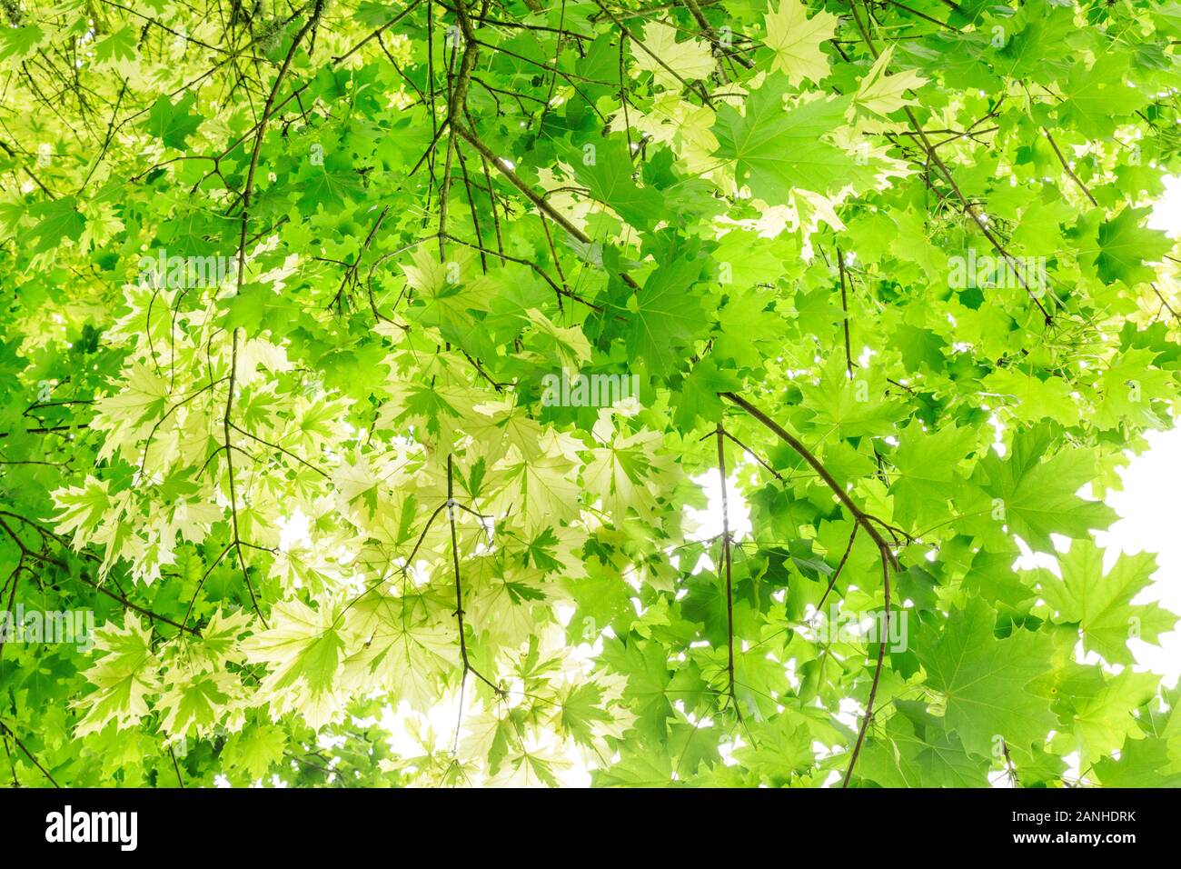 Érable de Norvège 'Drummondii', Acer platanoides 'Drummondii', mixte de feuilles normales du porte-greffe et feuilles panachées, France, Loiret, Orleans, ou Banque D'Images