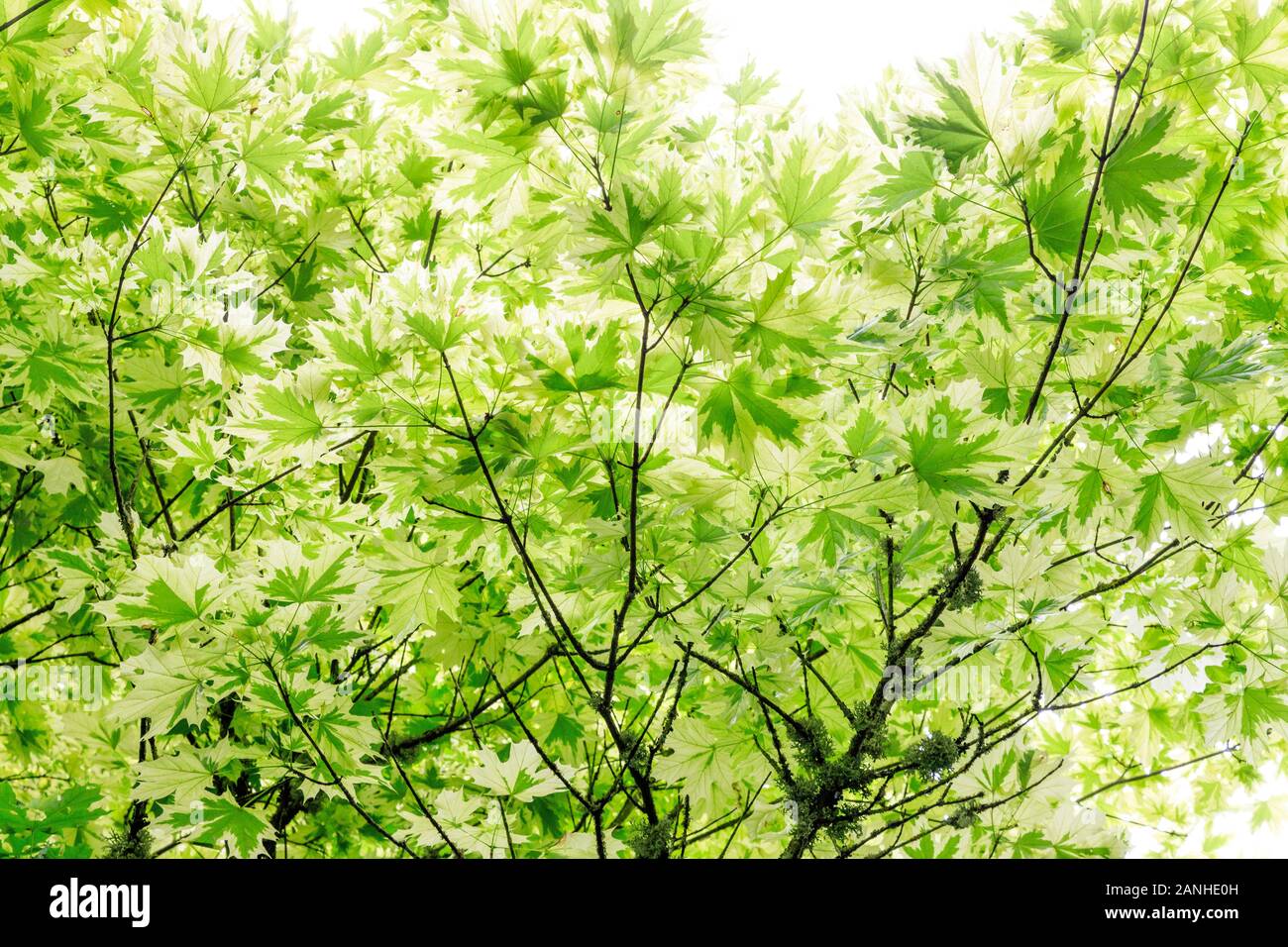 Érable de Norvège 'Drummondii', Acer platanoides 'Drummondii',France, Loiret, Orleans, Orléans-la-source, le parc floral de la Source // Érable plane 'Dru Banque D'Images