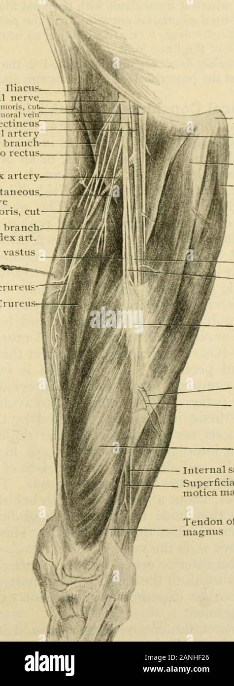 L'anatomie humaine, y compris la structure et le développement et des considérations pratiques de la direction générale de la . le rectus femoris. Aide Thosewhich innervationof dans le genou le découlent de la saphène externe au-dela et nerfs de la vasti exter-muscle et thecrureus et nus. cc. Le longsaphenous ou internes ( n. saphenus nerf)(Fig. 1109) est l'continuationof la face postérieure du nerf crural antérieur de la division. Itcourses thighfirst vers le bas le latéral à puis un e résultats t-à l'artère fémorale superficielle sous le couvert de la muscle sartorius. À l'apexof Scarpas triangle il entre canal et chasseurs accompan Banque D'Images