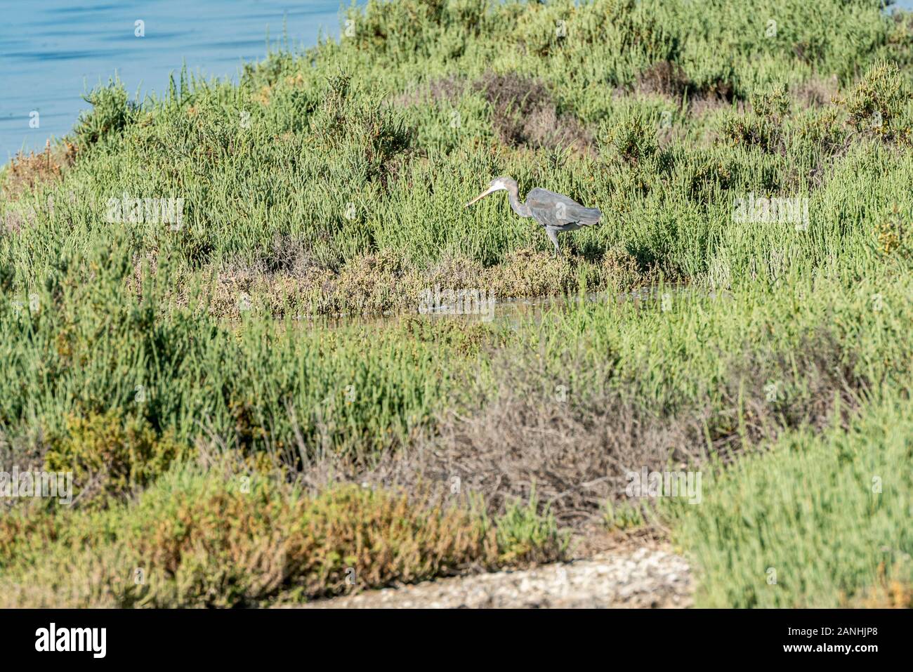 Great Blue Heron marchant dans la mangrove Banque D'Images