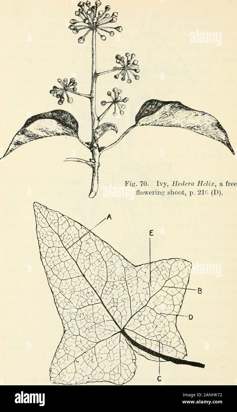 Les arbres ; un manuel de botanique pour la forêt-bois et le laboratoire . Fig. (&Gt ; !). Le lierre, Hedera helix, un shoot d'escalade, p. 21, paragraphe 5 (D). 218 lierre. Fig. 71. Le lierre, Hedera helix. Pseudo-nervation palmée ou palmées.Une nervure médiane ; B ; C Secondaire Secondaire Tertiaire basal ; D ofterminals ; E network, &c, p. 216 (ETT). 219 groseille de nombreuses variétés sont connues dans la culture, certaines avec varie-gated feuillage. (/3) ne laisse pas noir, brillant, coriáceas orevergreen : pousses pas l'escalade. * Pulvinus armé d triplespines ou unique. Ne laisse pas plus de 3 à 6 cm.de diamètre. Ribes grossularia L., groseillier (Fig. 72). Spin Banque D'Images