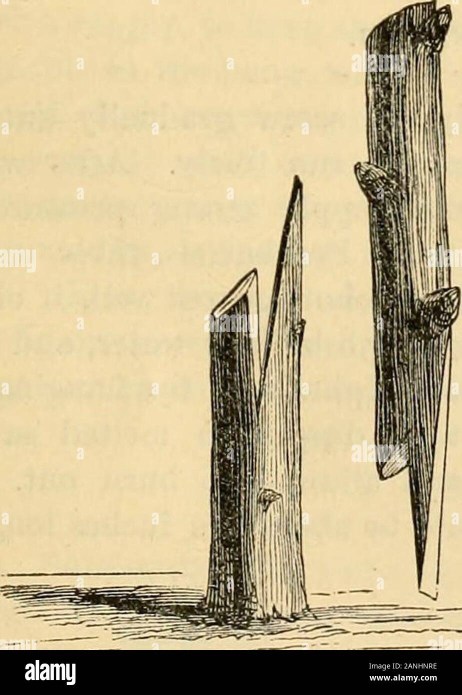 L'horticulteur et le journal de l'art rural et Rural goût . e partie supérieure de thecion ; S, l'extrémité inférieure de la cion peut betwo ou trois pouces de long, contenant un ou plusieurs bourgeons. Fig. 8 montre une section transversale du stock et cion inséré. L'écorce surle cion, comme on le constate, est bien mince-ner que celle sur le stock, mais c'est conséquence ofno, fourni les bords de thewood même sont ensuite soigneusement. attaché dans son lieu d'withstrips tissu ciré. Le greffage de selle. Le greffage de selle est rarement pratiquée, ex-cept sur de petits stocks ou à la termin-al de pousses de jeunes arbres. Le stock et les G Banque D'Images