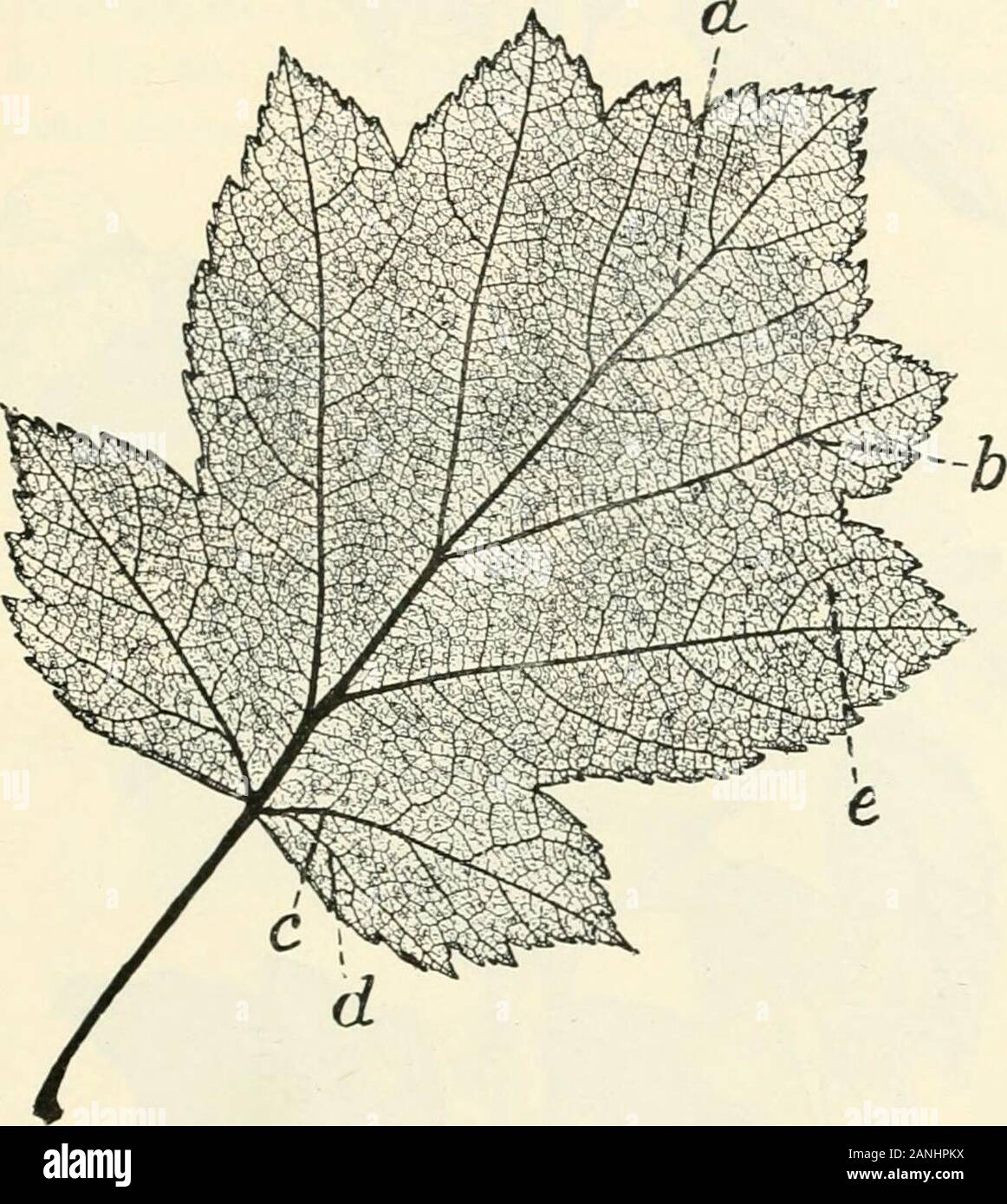 Les arbres ; un manuel de botanique pour la forêt-bois et le laboratoire . Fig. 62. Arbre généalogique de service, Pyrus torminalis, p. 205 (SC). Arbre généalogique de 207 pseudo-pennées, nervation palmée à la base, withabout 6 (5-8) paires de personnalités et les secondaires éloignés,dont la courbe inférieure ; tous se terminant dans l'pointedapex des lobes, ou la partie supérieure dans les dents, sans forker.. Fig. 63. Arbre généalogique de service, Pyrus torminalis. Withpseudo nervation pennée palmée-base, une nervure médiane ; b secondaire ; c comingoff secondaires basales comme si l'un des principaux à nervation palmée ; d branches basales de l;e réseau formé par les tertiaires et Banque D'Images