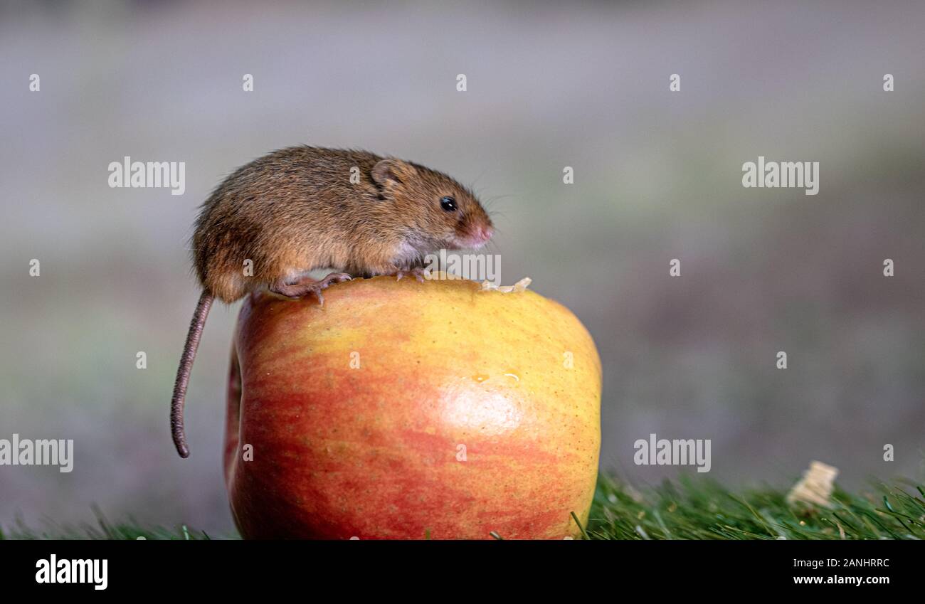 Close up de souris eurasien Banque D'Images