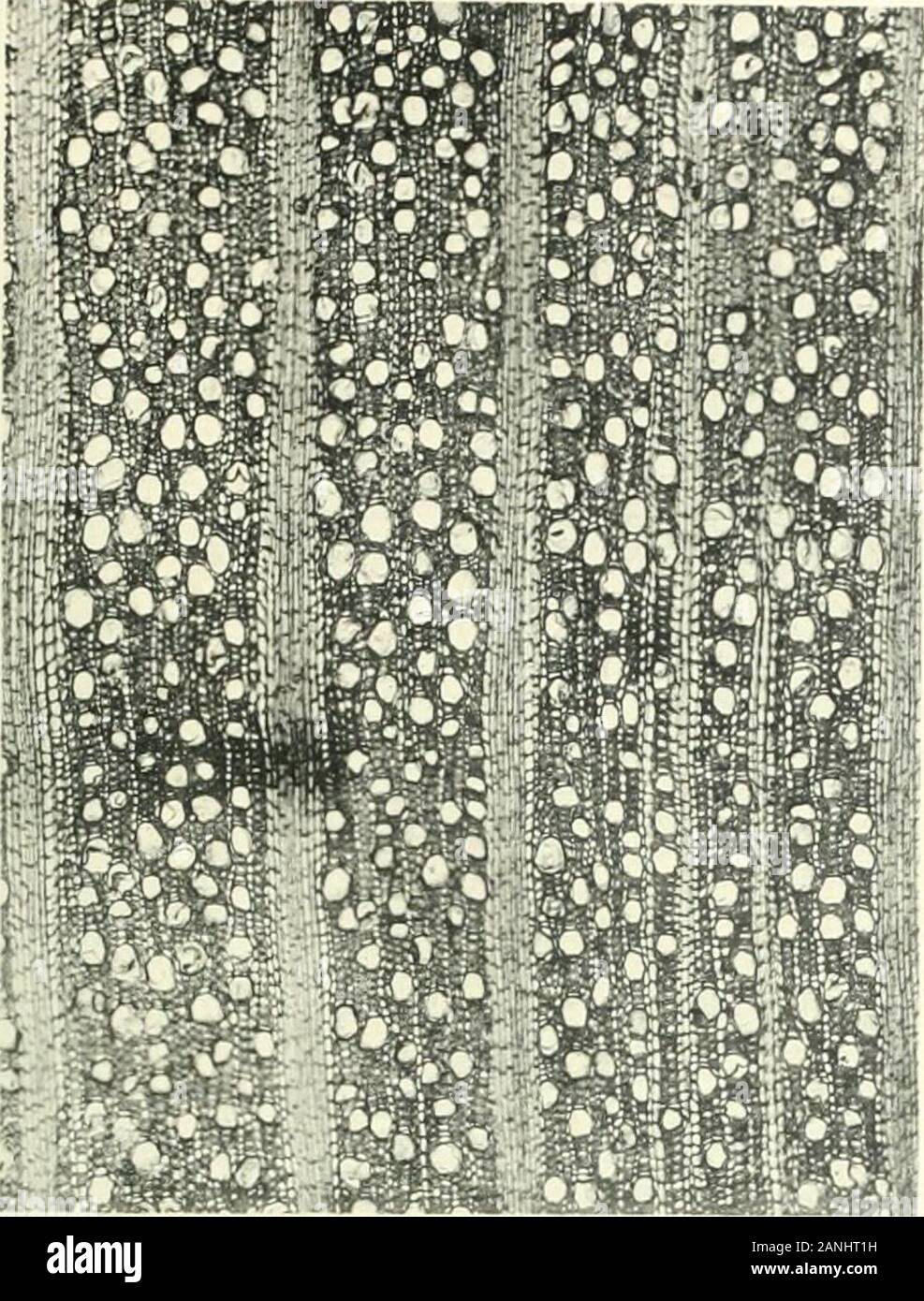 Madagascar : les bois de la forêt d'Analamazaotra . s autour des vaisseaux. LONGITl DINALE SECTION TANGENTIELLE : Vaisseaux à nombreuses ponctuations, arrondies, coupé par des cloisons obliques à ponctuationsidentiques à celles des parois latérales. Lecomte. iO 122 LES BOIS DE MADAGASCAK Rayons ayant souvent plus de lo millimètres de hauteur à ponctuations des fibres.très nettes. Bois blanchâtre, non employé. Oncoslemiim lépreux Mez. Nom indigine Hazontoho :. Spécimen étudié : Thouvenot n^ j33. Arbre de ii-i6 mètres fût ; de 6 à 8 mètres : diamètre, o.3o ; répandu.Écorce de 6-7 millimètres, grisâ Banque D'Images