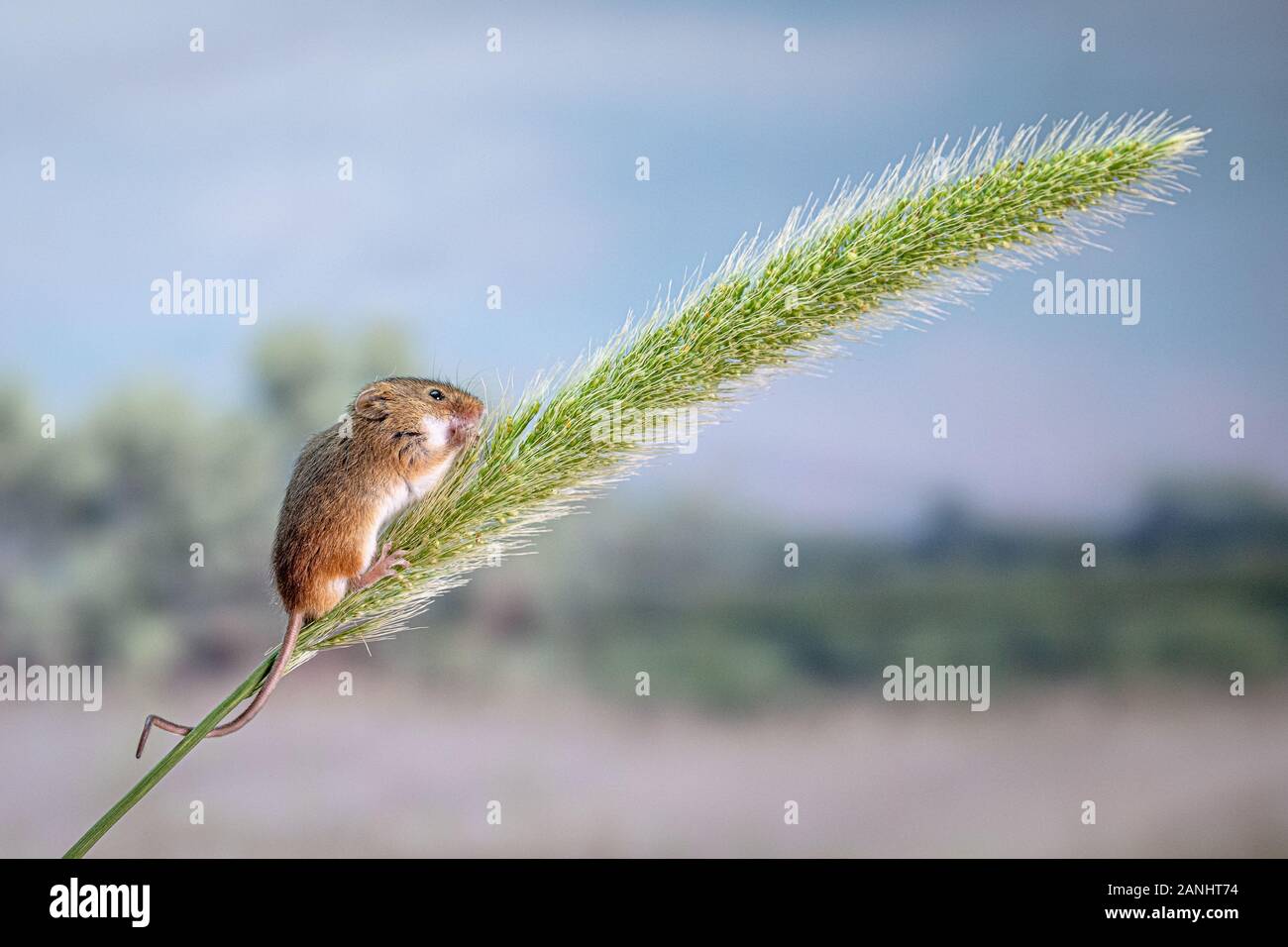 Close up de souris eurasien Banque D'Images
