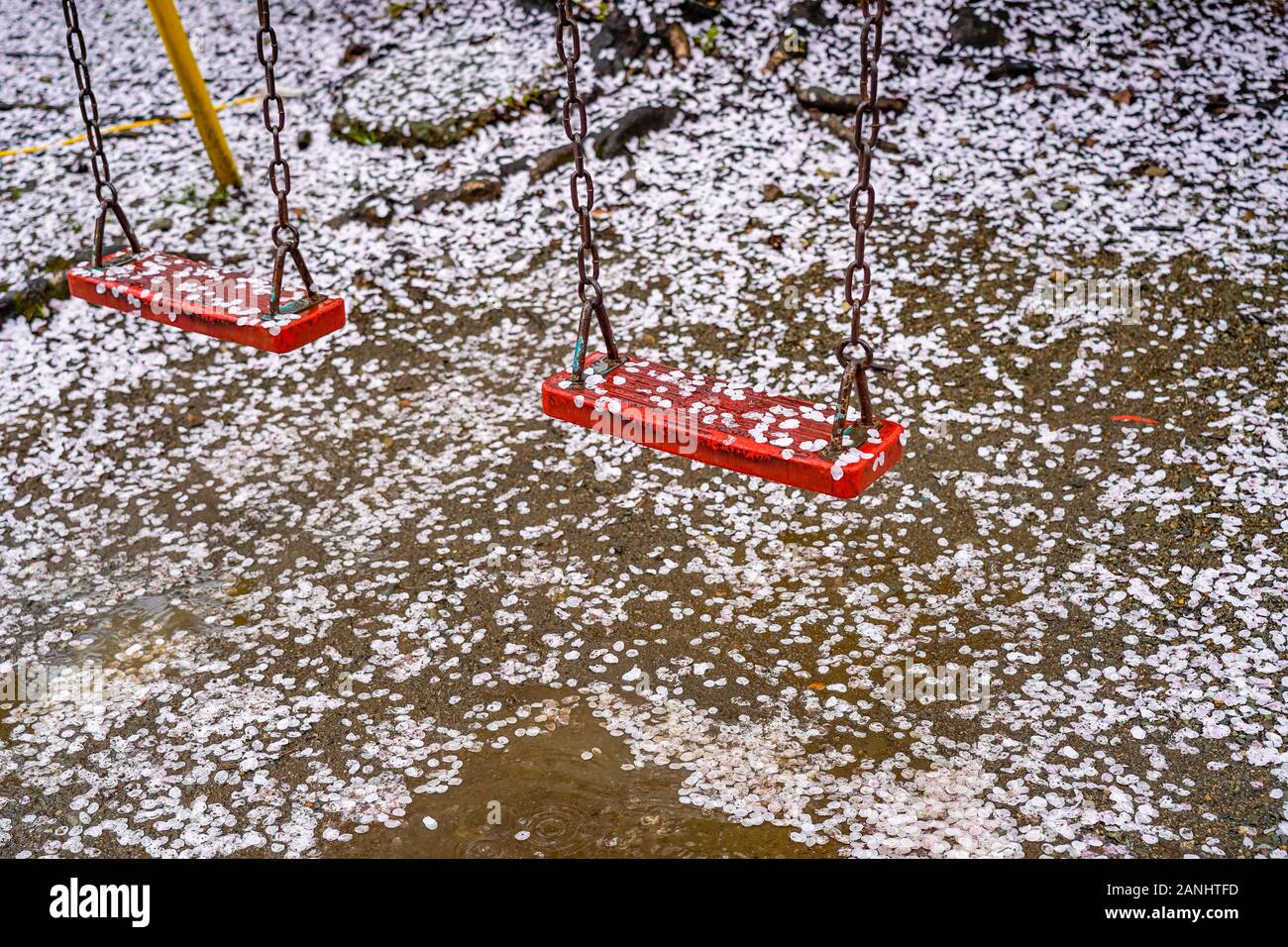 Sakura cerisiers pétale de fleur sur les balançoires dans le parc. Des pétales de fleurs de cerisier sur le terrain créer de magnifiques tapis de fleurs à la fin de Banque D'Images