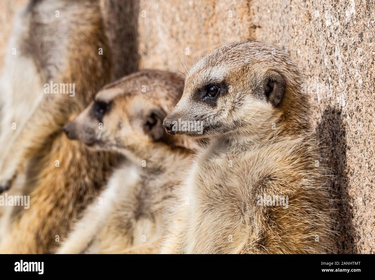 Une famille de suricates appuyée sur un mur Banque D'Images
