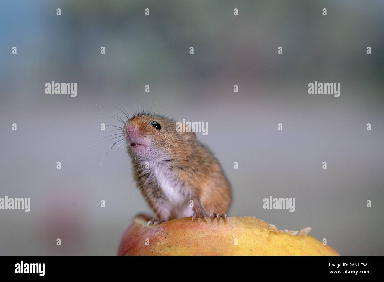 Close up de souris eurasien Banque D'Images