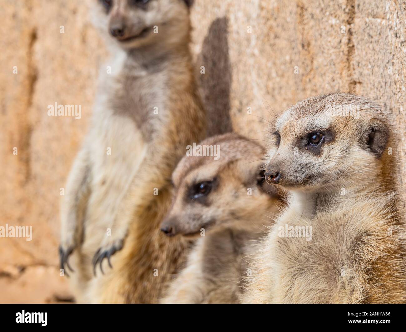 Une famille d'suricatas s'appuyant sur un mur Banque D'Images