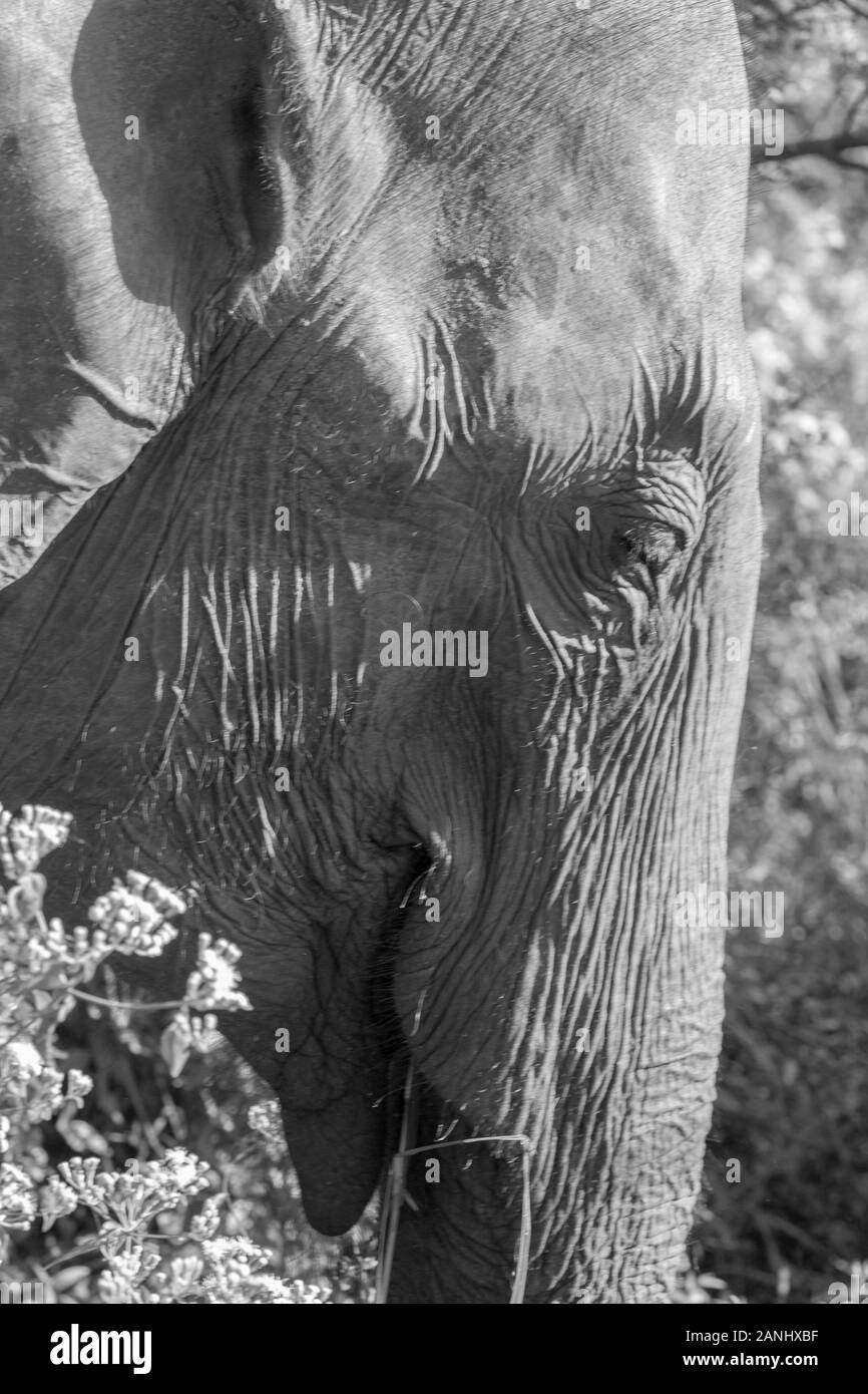 Troupeaux d'éléphants dans le Parc National de Udawalawe sur Sri Lanka. Banque D'Images