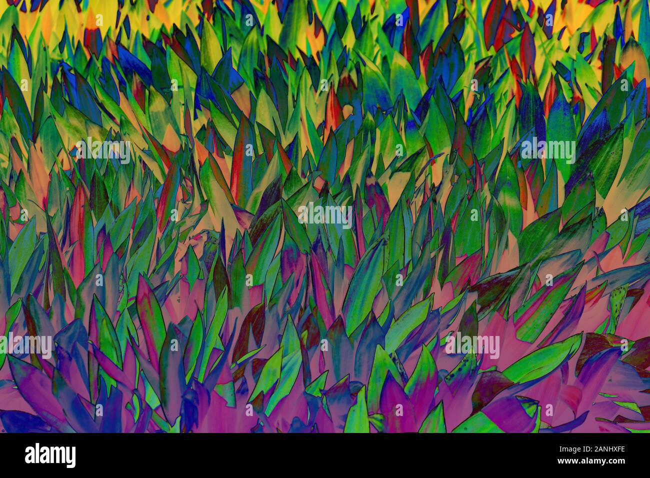 Belles feuilles tropicaux colorés. Concept d'été. L'Afrique, l'île de Zanzibar. Cordyline fruticosa Ti plante ou feuilles, feuillages exotiques colorées. Banque D'Images