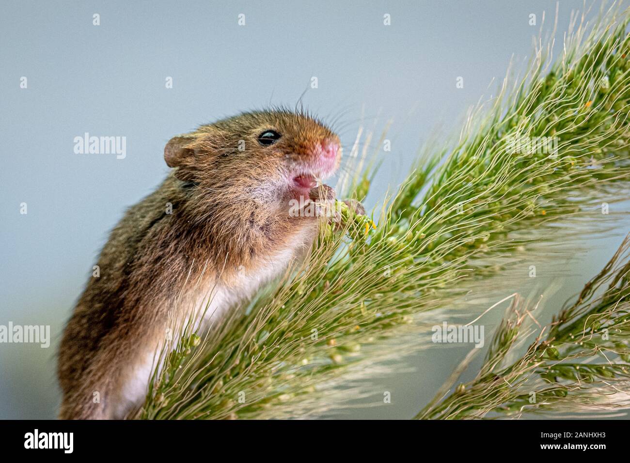Close up de souris eurasien Banque D'Images