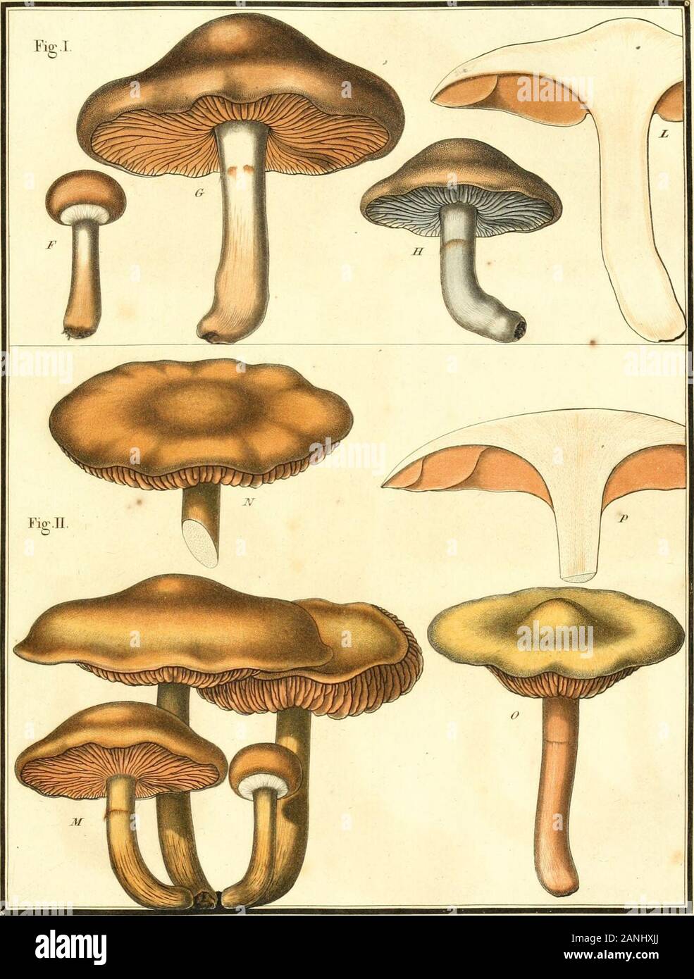 Herbier de la France ; or, Collection complette des plantes indigènes de ce royaume ; avec leurs proprits, et leurs usages en medecine . ANNULAIRE AGARIC Agaricus, amnilariiis. CHAIMPI&ANC DE LAFRANCE. PL S44-. AgaricTlS ARANEEUX TOON.ai-aneosus.rig.I. Agaiicus laBiproceplialus LAMPROCÉPIlfiji.toon.rig.n. C1LM11G0 !^ 1)K LA IK^J VM yy..). Banque D'Images