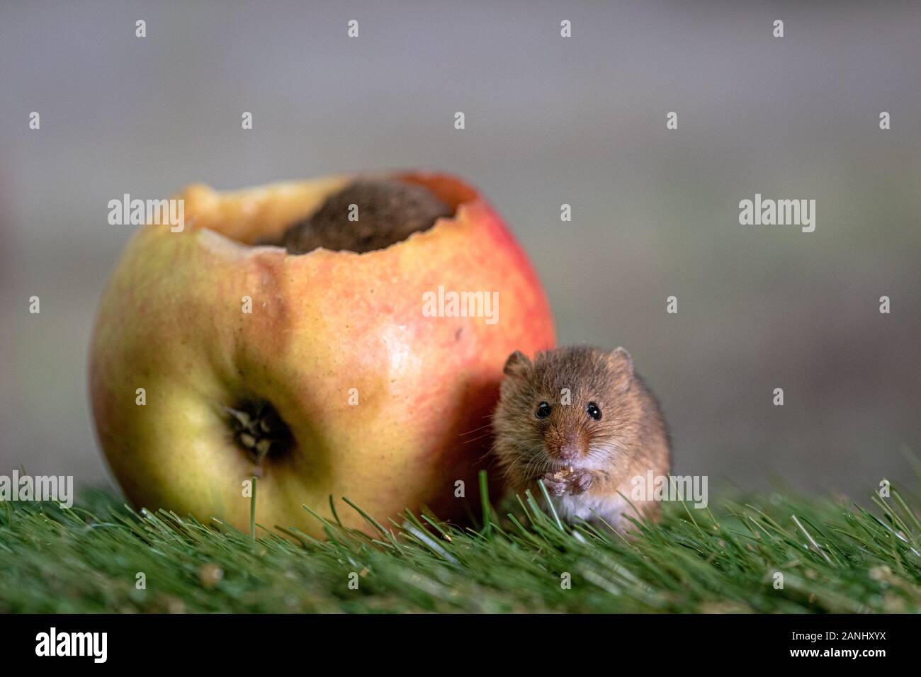 Close up de souris eurasien Banque D'Images