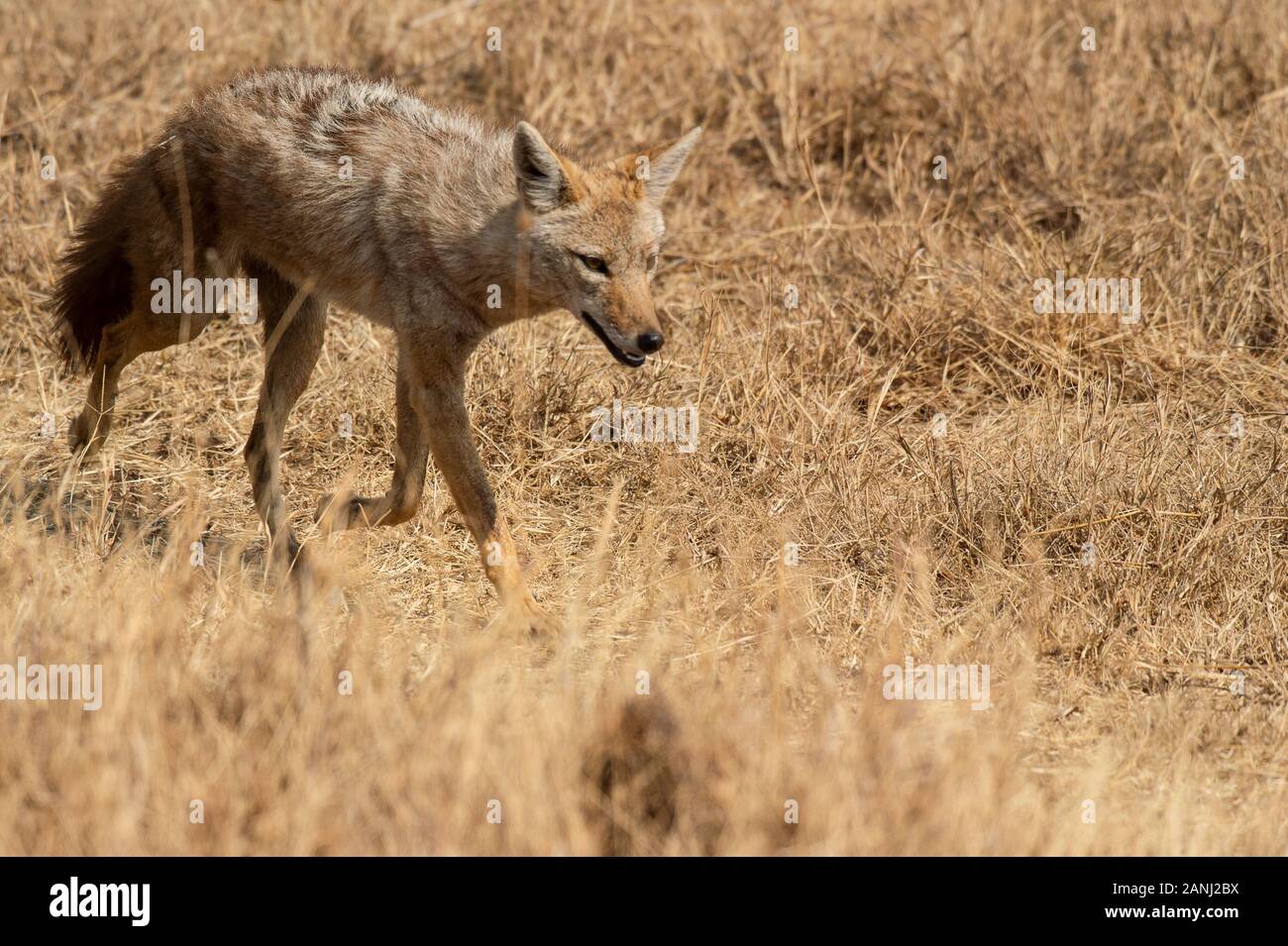 Golden Jackal, Canis Aureus, Canidae, Ngorongoro Conservation Area, Tanzanie, Afrique Banque D'Images