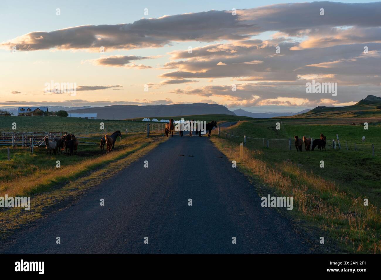 Chevaux sur la route de campagne en Islande Banque D'Images