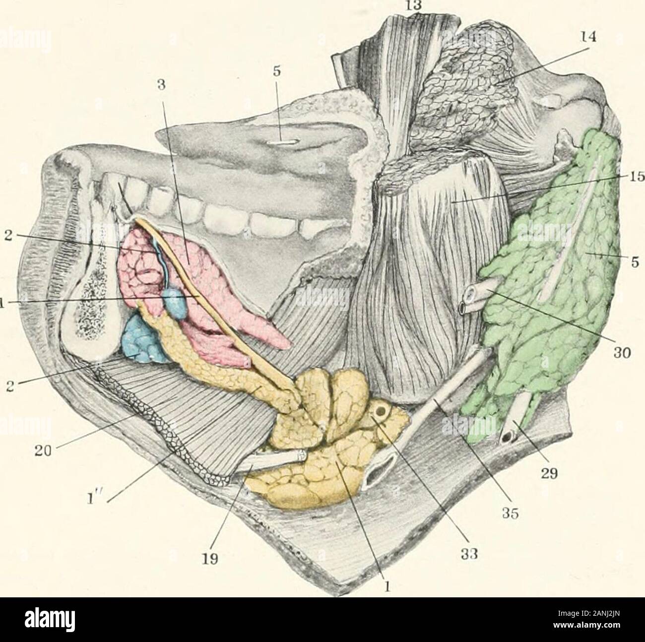 contributions-l-anatomie-et-le-d-veloppement-des-glandes-salivaires