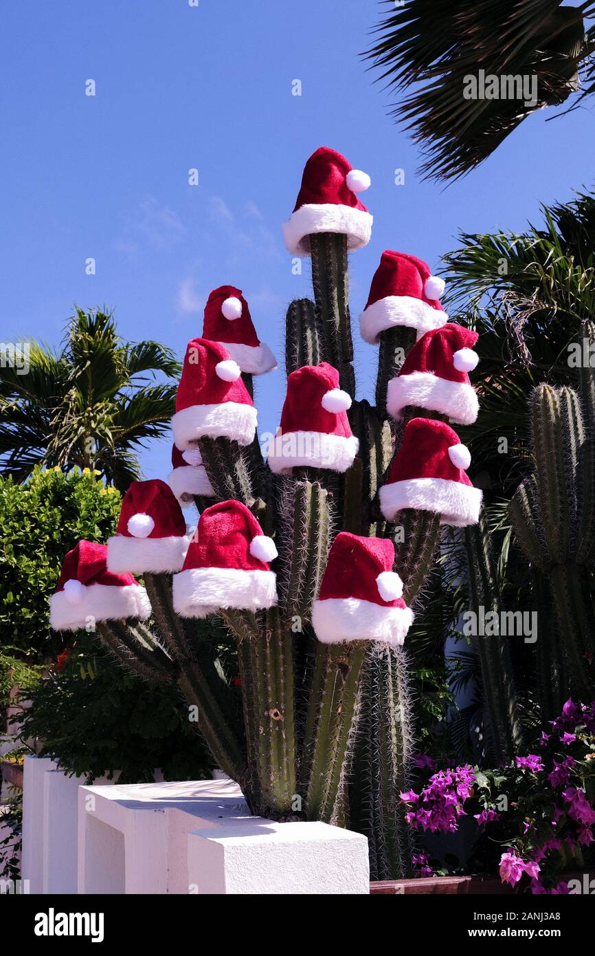Santa Claus Noël chapeau placé sur le dessus des bras d'un grand cactus poussant dans un jardin intérieur sur une île des Caraïbes Banque D'Images