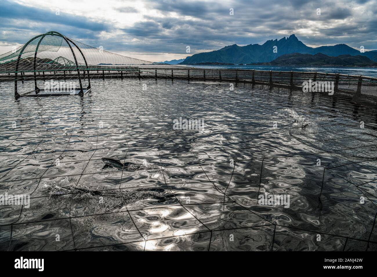 La Norvège. Norvegia. Iles Lofoten. Katharina Mosseng, entrepreneur des Lofoten Fruits de mer Centre à Mortsund. Salmon Farm Banque D'Images