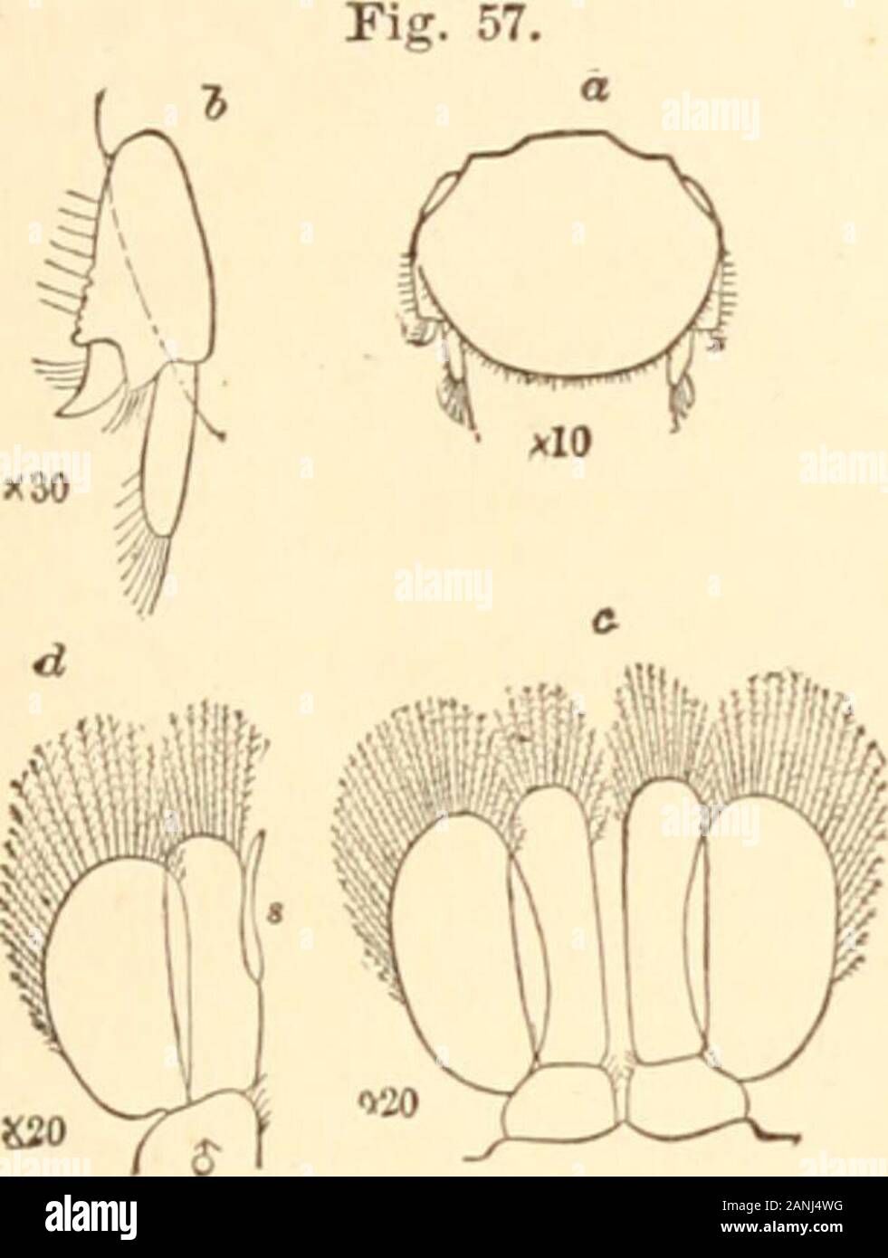 Rapport sur les isopodes marins de Nouvelle Angleterre et des eaux adjacentes . JJo. 492. S20 Ko.930. Fig. 56. Banque D'Images