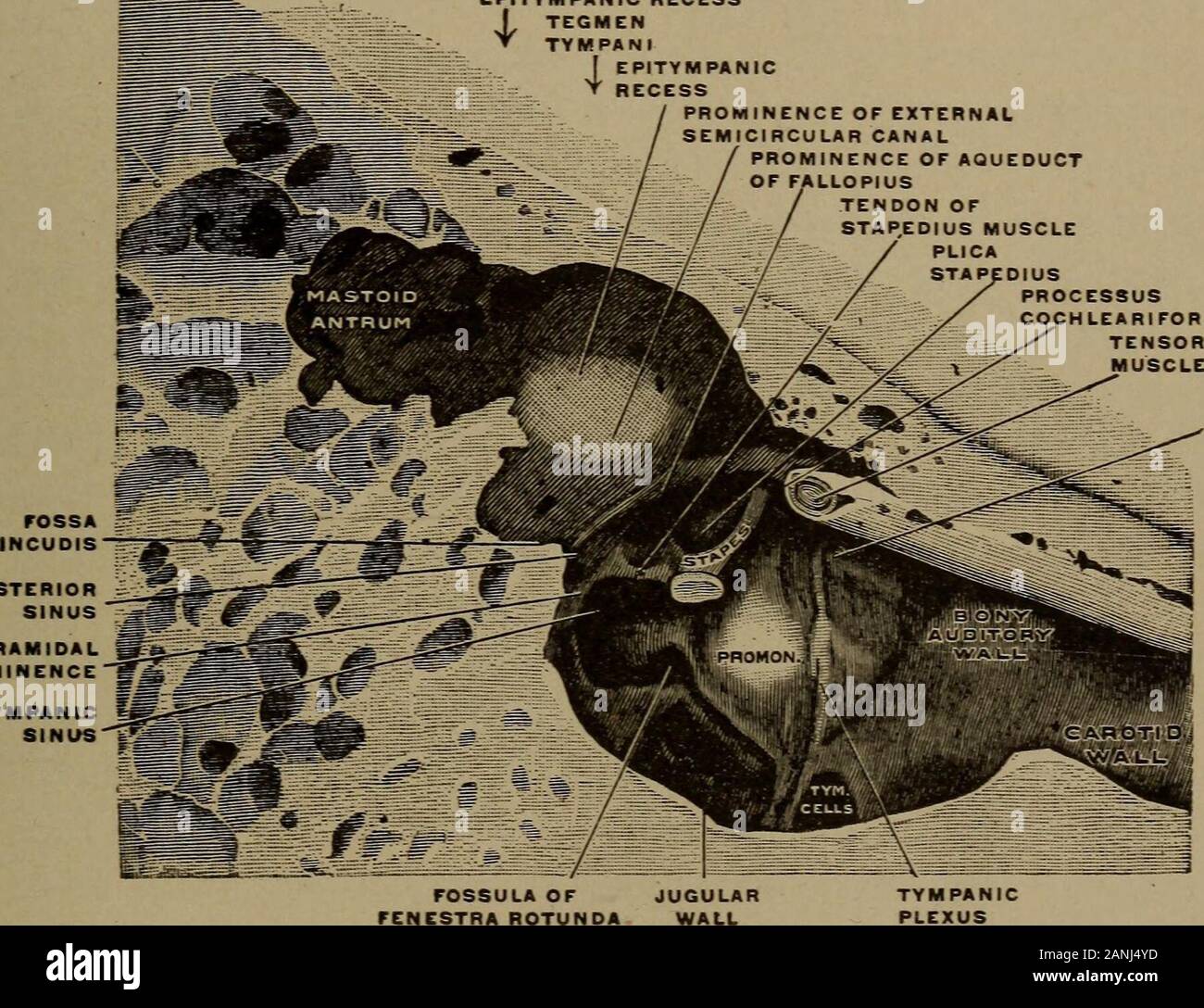 Boidal Rocks Un manuel d'otologie pour étudiants et praticiens . boidal cavityand ...