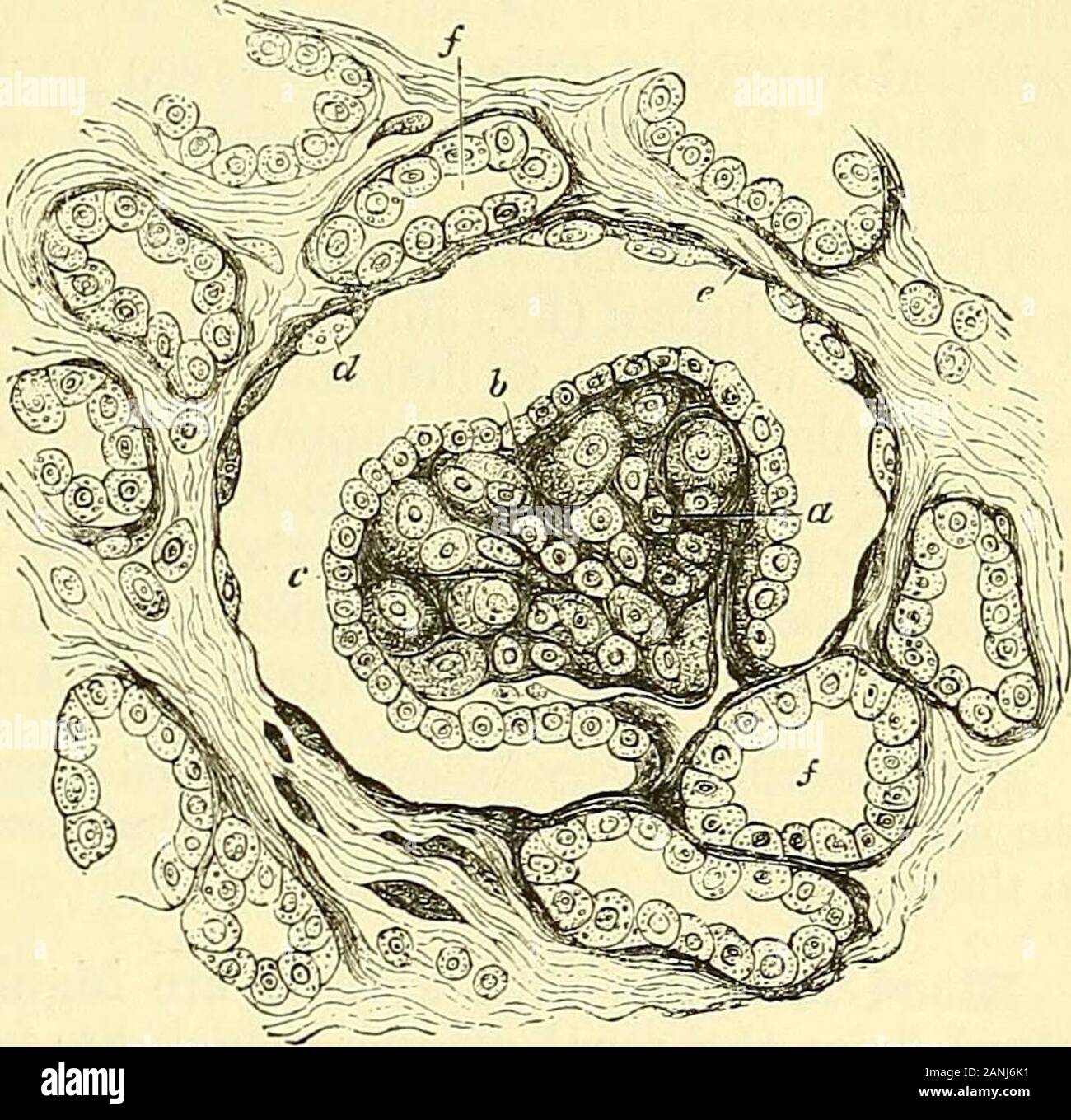 Éléments d'anatomie du Quain . nvoluted dans le tubule rayons médullaires, andpossesses un épithélium similaires (fig. 568, e). Vers la fin, cependant, les cellules deviennent plus courts et moins fibrillé distinctement, mais upmore split complètement dans les crêtes latérales avec des fmTOws, surtout dans le cadre de l'UEC en regard de la membrane basale, de sorte que les cellules ne bearsomewhat l'aspect de colonnes cannelées profondément à leur base. Betweenthese cellules cannelées, d'autres d'aspect plus claires sont trouvés en montage, et havingan base élargie qui s'étend en partie sous eux. ToSchachowa selon qu'ils sont j^ Banque D'Images