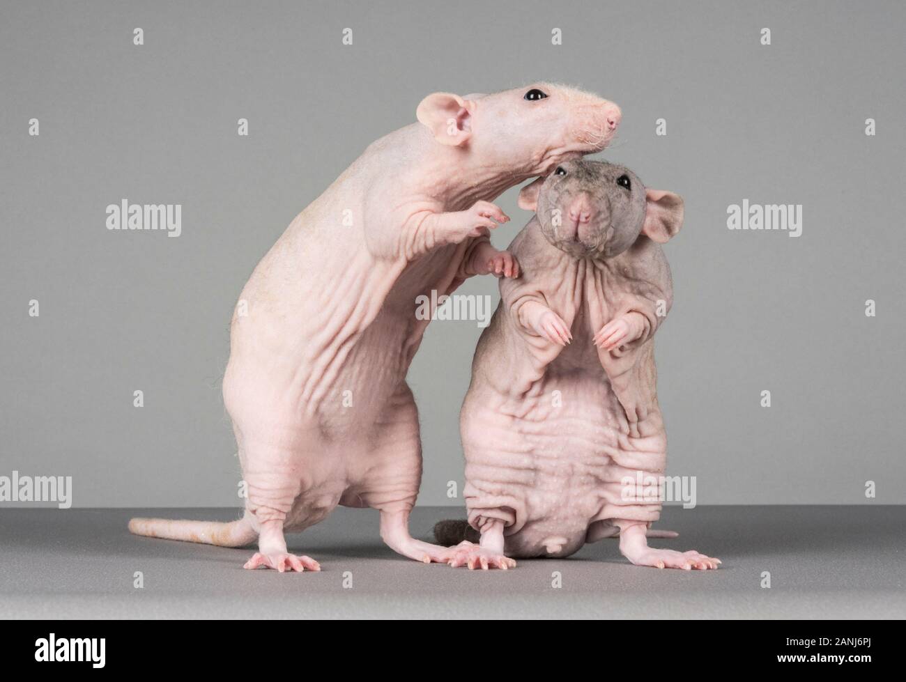 Rats PET sans poils, Royaume-Uni. Banque D'Images