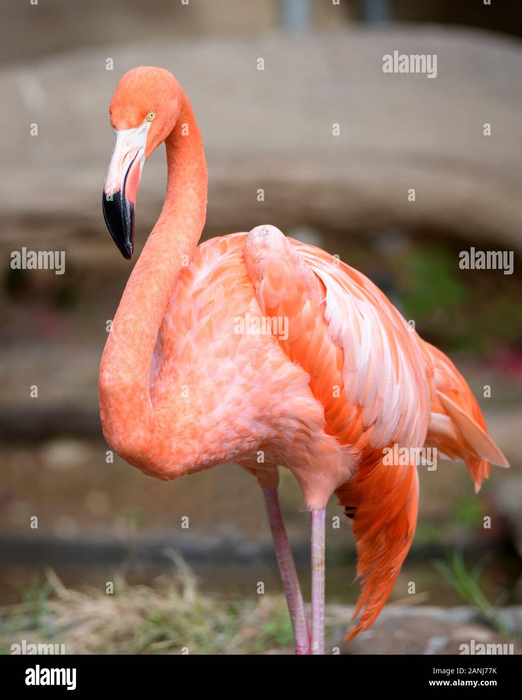 Flamant rose rogné dans tout serré debout dans l'eau Banque D'Images