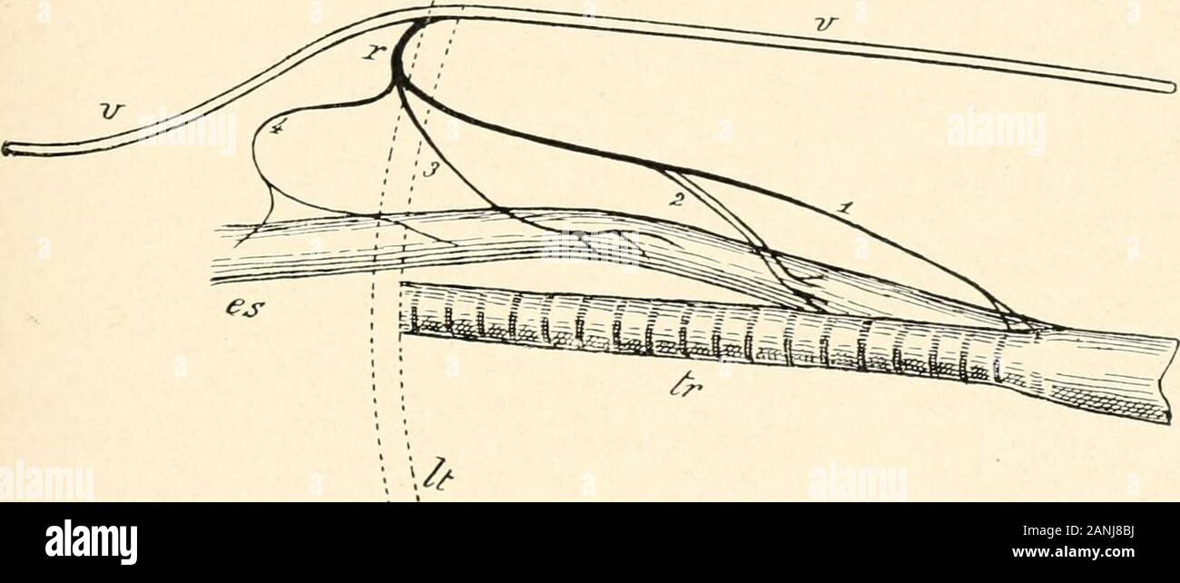 Physiologie Humaine . ropagated à partir de la couche musculaire, comme dans l'intestin ; mais qu'il résulte de l'influx nerveux thatdescend successivement par les trois branches de l'oesophage de centres nerveux. Liischer a noté en outre que la stimulation du tronc central DANS LA DIGESTION DANS LA BOUCHE ET L'ESTOMAC 169 du recurrens chez le lapin a produit le même effet que celle de la supérieure du larynx, c.-à-d. un mouvement de déglutition limitées au seul appareil supérieur qui est innervée par l'theesophagus trigéminales, d'être paralysé en raison de l'occlusion de la centri-chemins fuguée contenue je Banque D'Images