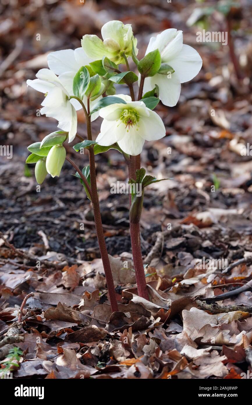 Au début de la floraison des fleurs blanches de l'helleborus HGC Ice n' Roses 'Blanc', Helleborus COSEH 4500 entouré de plantes feuilles mortes Banque D'Images