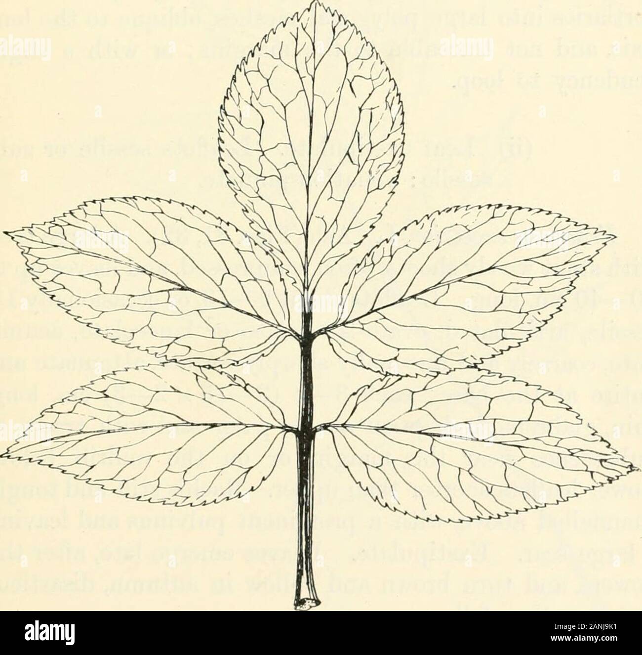 Les arbres ; un manuel de botanique pour la forêt-bois et le laboratoire . Fig. 29. Travellers Joy, Clematis vitalba, p. 151 (SCH). fin : brun foncé ou presque noire sur faner. Theuppermost les feuilles peuvent être simplement pennées lobées, ortrifoliolate. Jeunes rameaux pubescents-soyeux. 153 aîné nervation pennée, pseudo-palmées à la base, bouclés et réticulé,avec une tendance à former des veines marginales à infrarouge. (B) des tracts plus ou moins lancéolées, sessiles ou très shortpetiolules sur : ne jamais twining, pousses stout. (I) Stipules représenté par une fine ligne ou interpetiolarledge. Des pétiolules court. Venationreticulat Banque D'Images