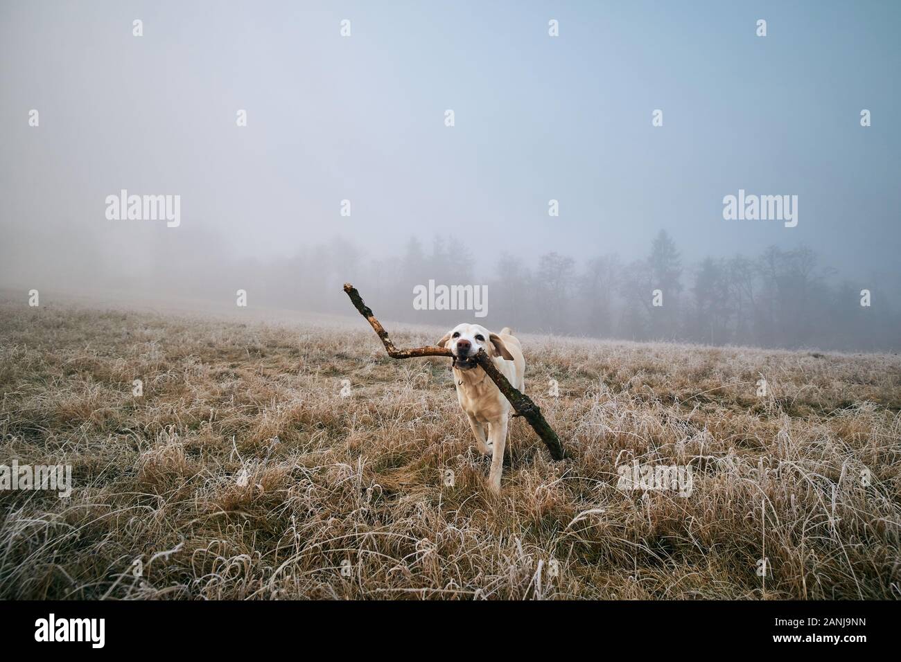 Chien sur le champ à frosty matin. Labrador retriever exécutant avec bâton contre paysage dans le brouillard. Banque D'Images