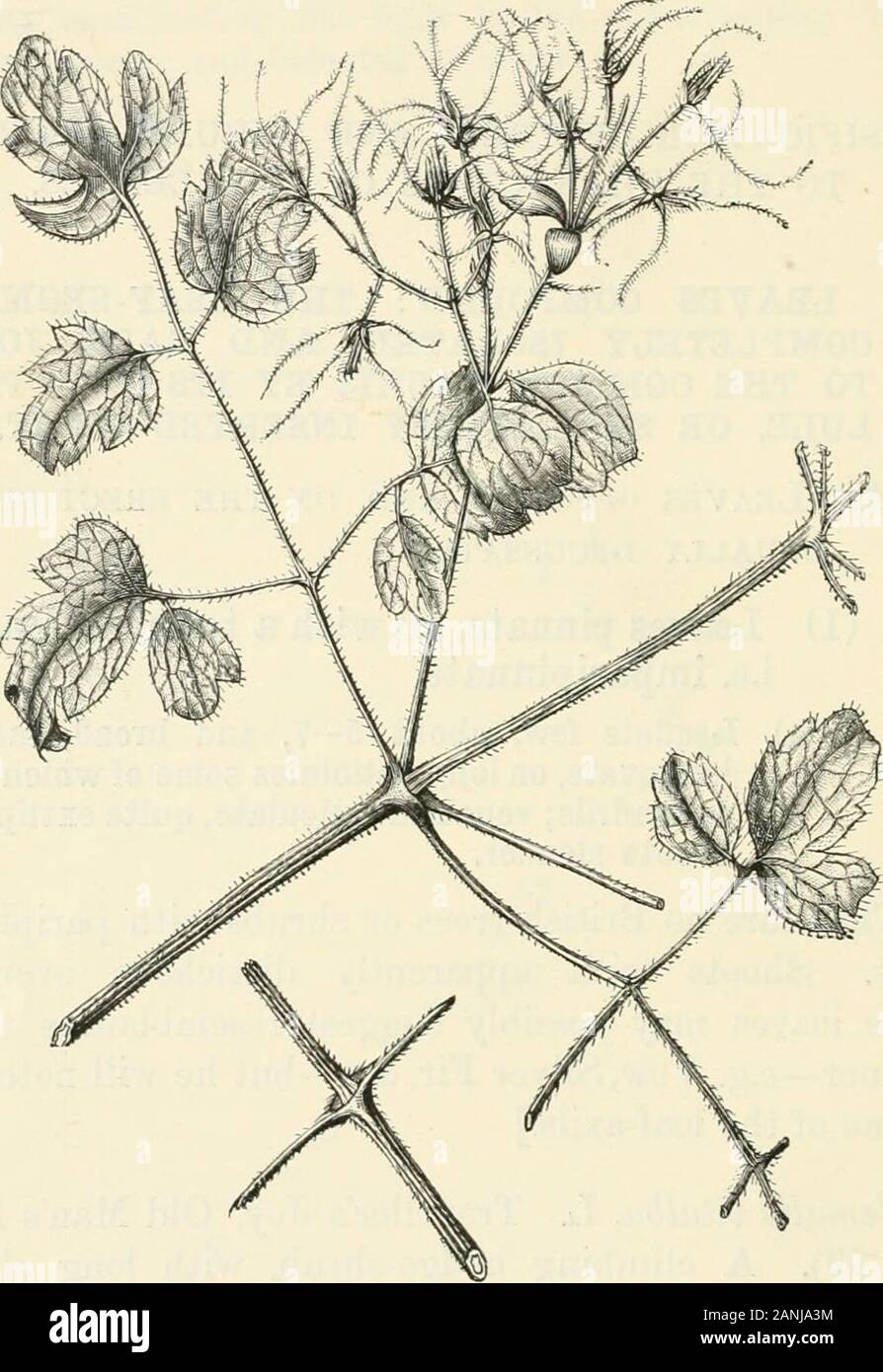 Les arbres ; un manuel de botanique pour la forêt-bois et le laboratoire . s'infiltrer. 157.] (a) Folioles peu, environ 5-7, et vaste, plus orless ovées, sur de longs pétiolules certains qui twineas vrilles ; nervation réticulée, très exstipulate;shoots mince. [Il n'y a pas d'arbres ou arbustes britannique avec paripinnateleaves. Tiges avec feuilles distiques, semble-t-il evergreensimple peut éventuellement proposer des ressemblances à thebeginner-ex. Hêtre, sapin argenté, &c., mais il remarque budsin certains de l'aisselle des feuilles.] Clematis vitalba, L. Travellers Joy, Vieux Mans Beard(Fig. 29). Une couverture d'escalade-arbuste, avec de longues6-a Banque D'Images