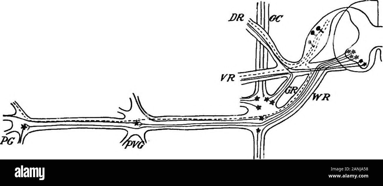 Le développement de l'organisme humain ; un manuel d'embryologie humaine .  :-,--^• ^ ft f- ^ Fig. 232.-section transversale à travers un embryon de requin (Scyllium) DE 15 MM., montrant l'origine d'un ganglion sympathique. Ch, notochorde ; E, l'ectoderme ; G, ganglion de la racine postérieure ; Gs, ganglion sympathique ; M, de la moelle épinière.-(Onodi.) 442 Le système sympathique. 443 lien terminal d'une chaîne dont le premier maillon est un neuroneebelonging au système central (Huber). Throughoutthe et thoracique lombaire supérieur régions du corps système centrale forme neurones cordons distincts appelés thewhite rami communicantes (Fig. 233, WR), w Banque D'Images