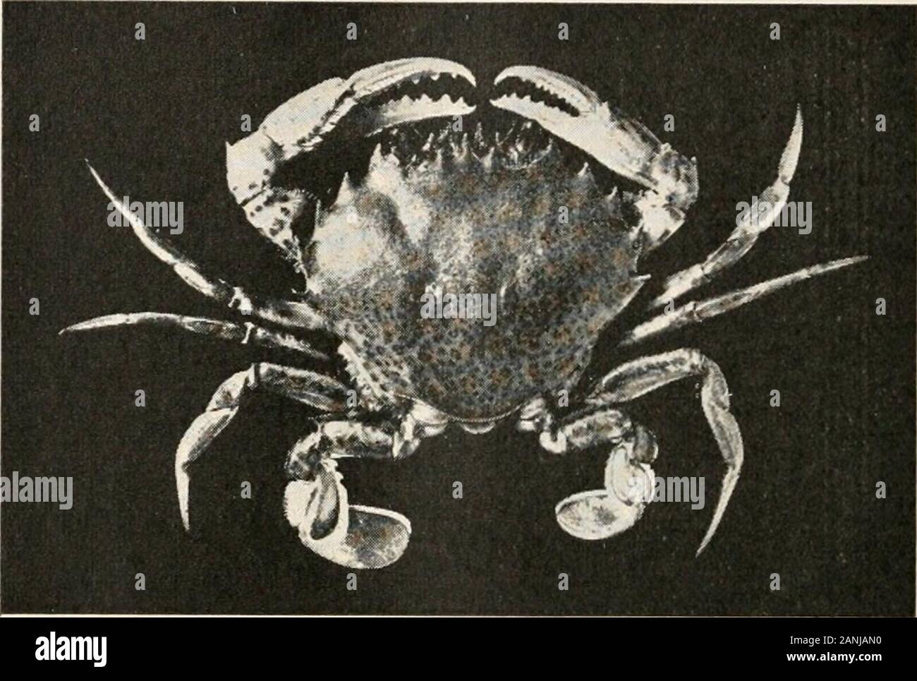 Zöology ; un manuel pour les collèges et universités . FIG. 70. Un trilobite, Dalmanites, show-ing la surface dorsale. 258 la plus grande conséquence zoologie les crustacés, tels que l'écrevisse, qui sont faciles à examiner, sont couramment utilisés pour illus-. Photosraptt par W. P. Bay FIG. 71. Une dame (crabe Ovalipes ocellatus), environ la moitié de la taille naturelle.trouvés dans la mer le long de la côte atlantique. trate un important principe d'évolution, les modifica-tion pour diverses fonctions d'une série d'similarModifica- à l'origine des pièces détachées. Il n'est pas difficile de voir que les deux paires ofantenn3e&gt ; tne bouche appendices et les pieds, Banque D'Images