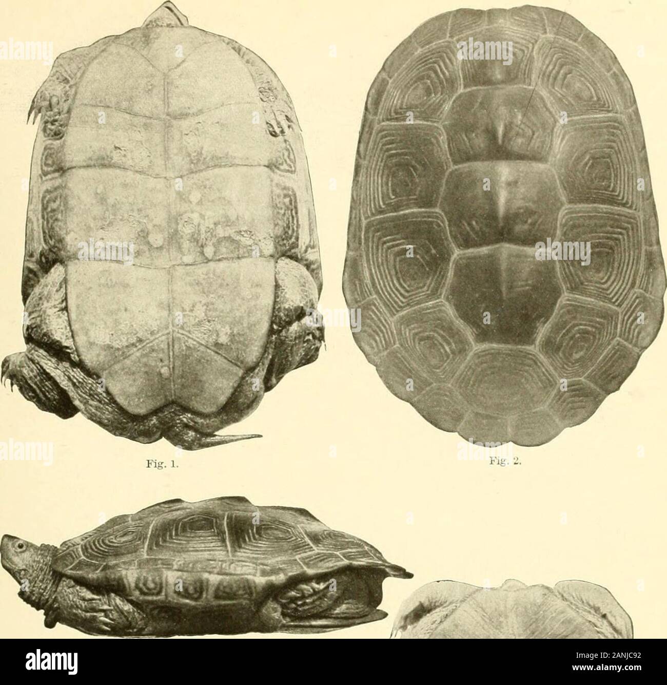 Bulletin du Bureau des pêches . Fig. A. Fig. 4. MALACLEMMYS CENTRATA. Les spécimens de BEAUFORT, N. C. Fig. 1 et j'ai un homme adulte 4 pouces de long. Fig. 3. Une femelle de 3 pouces. Fig. 4. Un 4. ;-ineh femelle. Bull. U. S. B. F. 1904. La plaque. IV.. Fig. 3. Banque D'Images