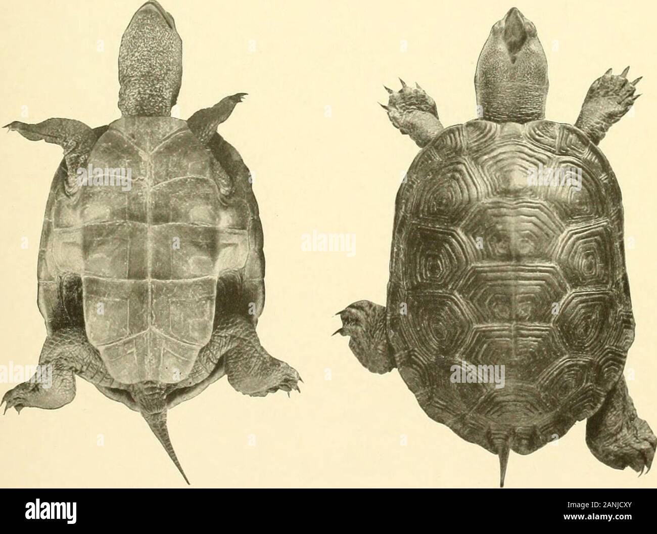 Bulletin du Bureau des pêches . Fig. 1. Fig. 2.. Fig. A. Fig. 4. MALACLEMMYS CENTRATA. Les spécimens de BEAUFORT, N. C. Fig. 1 et j'ai un homme adulte 4 pouces de long. Fig. 3. Une femelle de 3 pouces. Fig. 4. Un 4. ;-ineh femelle. Bull. U. S. B. F. 1904. La plaque. IV. Banque D'Images