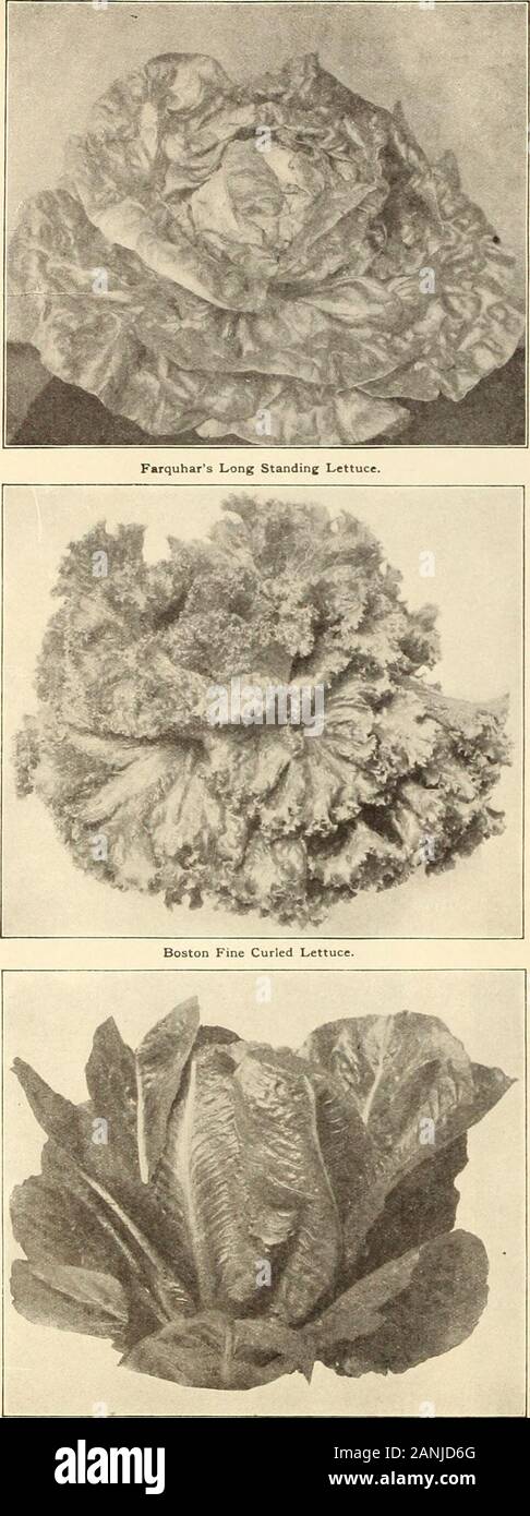 Farquhar's 1910 annuel jardin . Kohl-Rabu Début White Vienne. Poireau Musselburgh. 13*. Trianon Cos la laitue ou romaine. R. et J. FARQUHAR & CO.. BOSTON. Les graines de légumes. La laitue. Lechuga. Lattich Salat. La laitue se développe mieux dans un léger, très riche, le sol humide en Forfirst semer des cultures la chaleur douce en février, et la transplantation à 10pouces à part. Pour une alimentation d'été, semez dans tliinly18 exercices peu profondes pouces à part, et de la transplantation ou minces, en laissant un pied entre les plantes. Les semis peuvent être effectués d'avril à la fin août.Une once de graine donne environ 4 000 plnnts. Variétés de chou dirigé.Boston Forcer- Banque D'Images