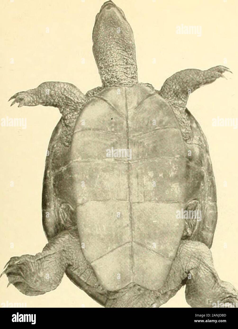 Bulletin du Bureau des pêches . Fig. 4. Fig. 5. MALACLEMMYS CENTRATA, femme. Spécimens prélevés près de BEAUFORT, N. C. Fig. 1 et 2. Un particulier 4 pouces de long. Fig. 3. Près d'un individu adulte fii pouces de long. Fig. 4 et 5. Un particulier 3| pouces de long. Bull. U, S. B. F. 1904. III. la plaque. ^&gt ; Banque D'Images